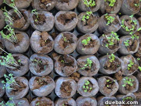 jiffy-greenhouse-plating-seeds-growing-herbs-vegetables jiffy-greenhouse-plating-seeds-growing-herbs-vegetables