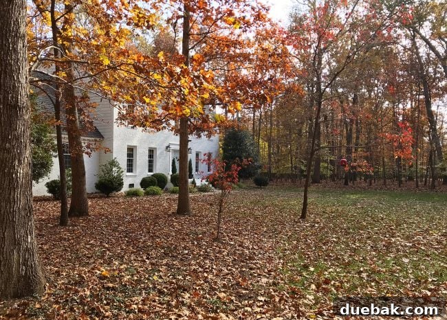 Design Choices Solely for Blog Content 3 A wide shot of a residential yard extensively covered with fallen autumn leaves, indicating seasonal yard work.