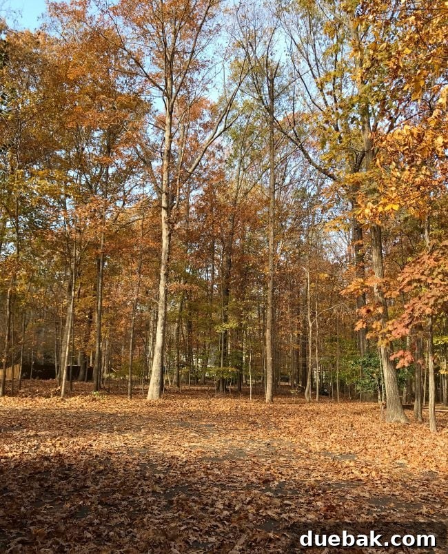 Design Choices Solely for Blog Content 4 An image showing a residential driveway completely covered in a dense layer of fallen leaves.