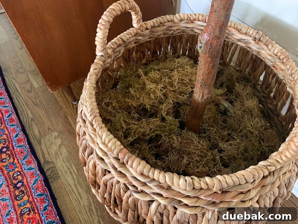 Peat moss atop faux fiddle leaf fig tree in basket