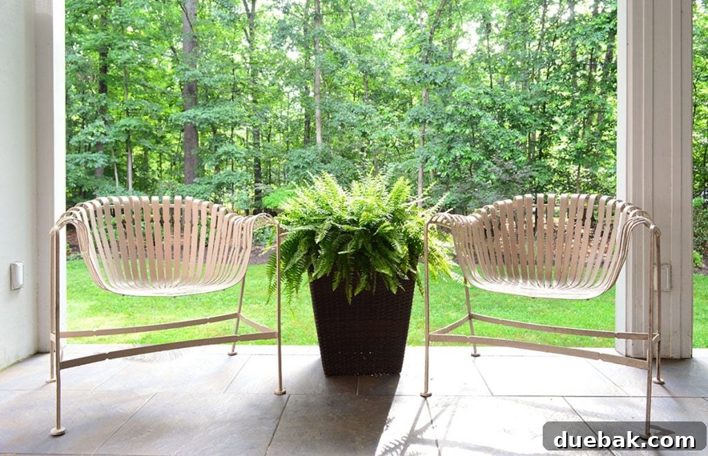 Large outdoor ferns thriving in pots on a patio, showcasing their low-maintenance beauty.