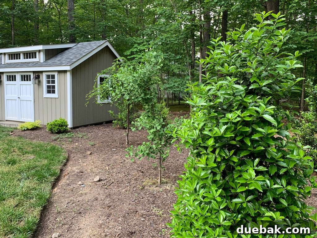 Lush, green bushes and trees in a garden, showing vibrant new growth and healthy foliage after deer deterrence.