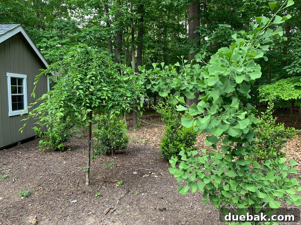 A healthy cherry tree with vibrant green leaves and new branches, standing tall in a thriving garden environment.