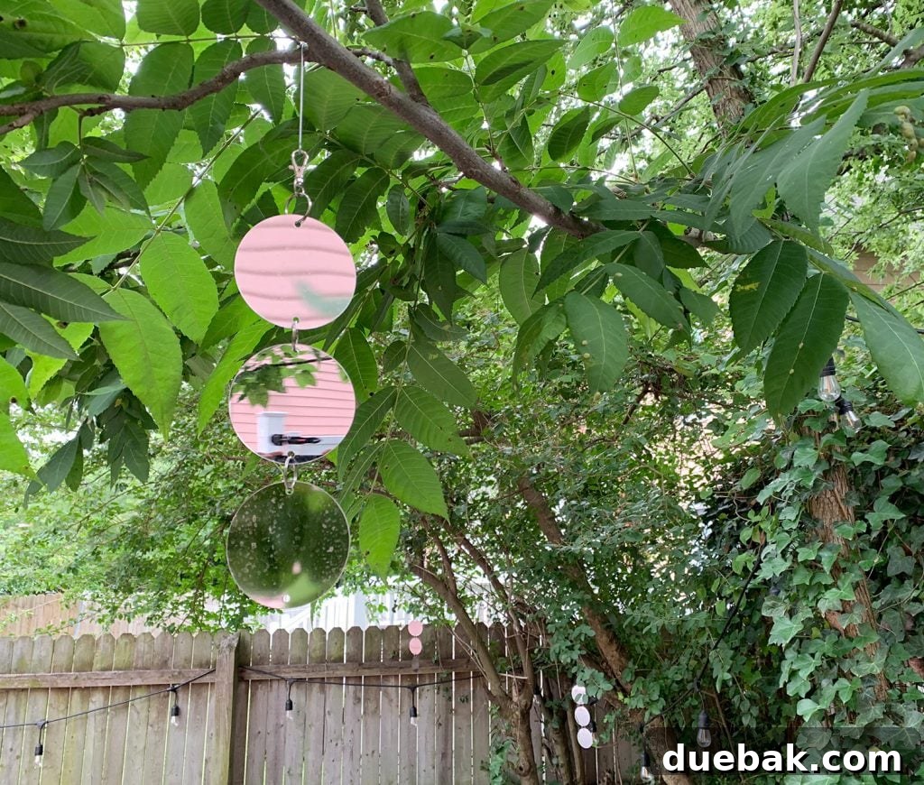Home Design's White Elephants 4 Reflective bird deterrent discs hanging from tree branches near a home.