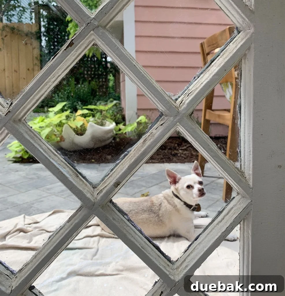 Portrait Of Chihuahua Through Diamond Glass Window