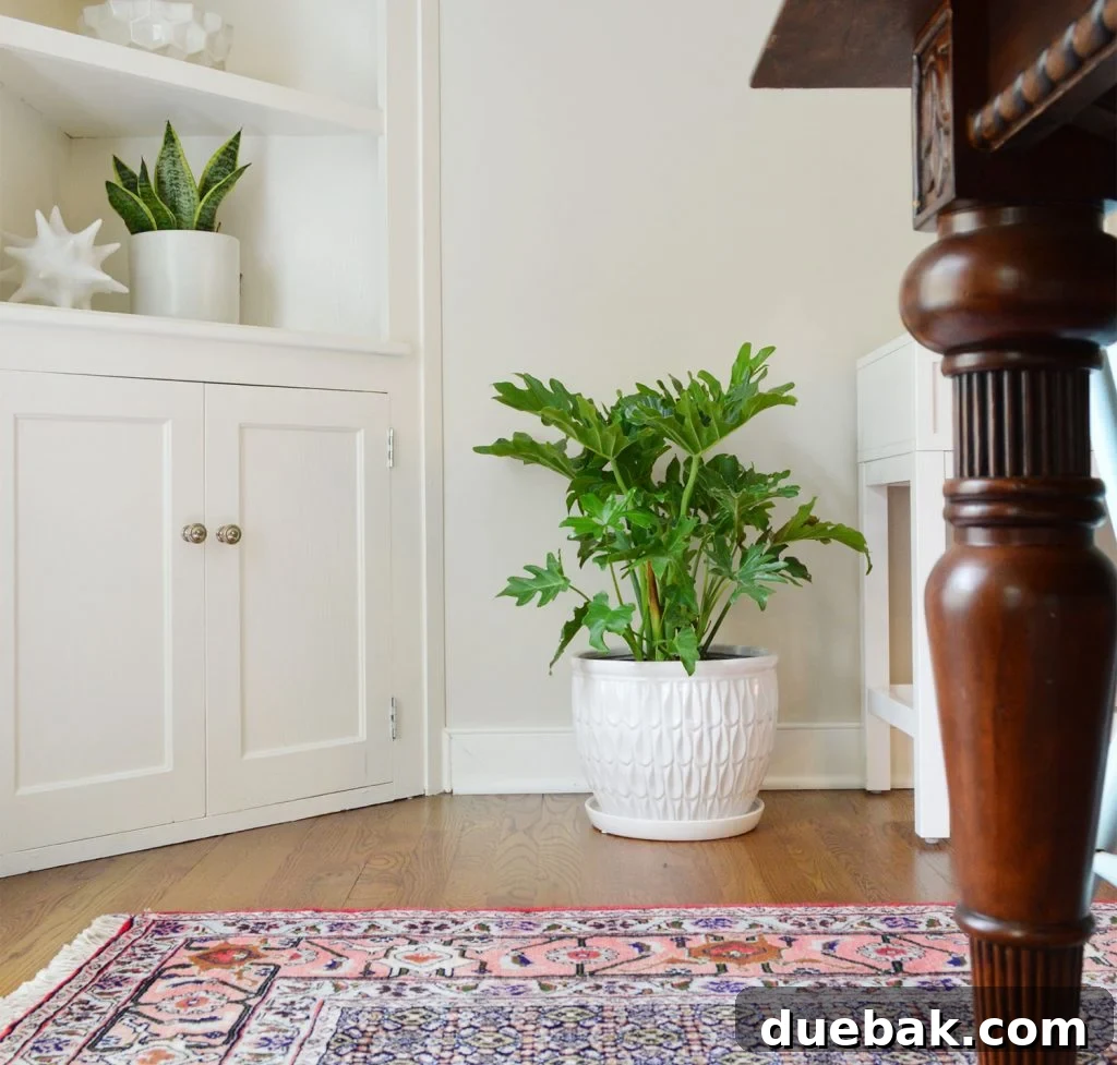 A lush, green houseplant, possibly Fatsia Japonica, sits atop a stylish gray dresser, adding a touch of nature to the room's decor.