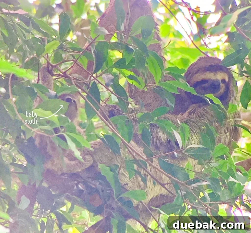 Wild Wonders: Costa Rica Family Fun 20 Zoomed Photo Of Sloth And Baby Sloth