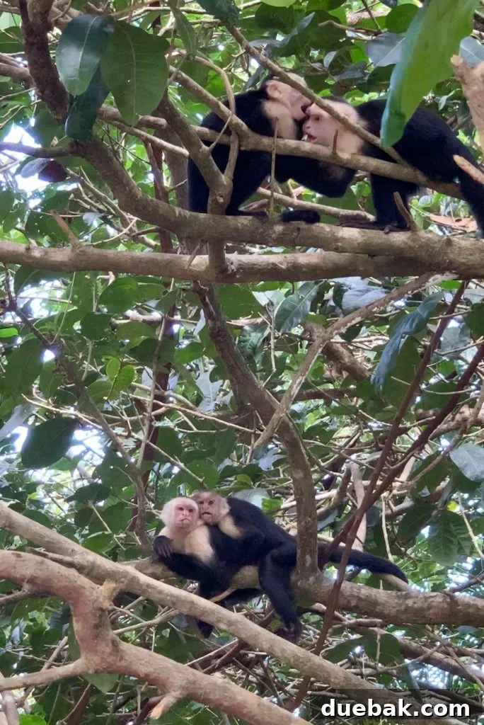 Wild Wonders: Costa Rica Family Fun 21 Photos of Monkeys Playing In Tree in Costa Rica