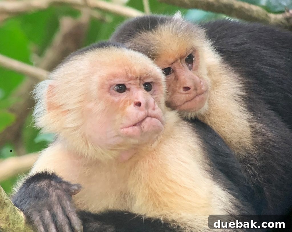 Wild Wonders: Costa Rica Family Fun 22 Telephoto Image of Monkeys In Manuel Antonio Costa Rica