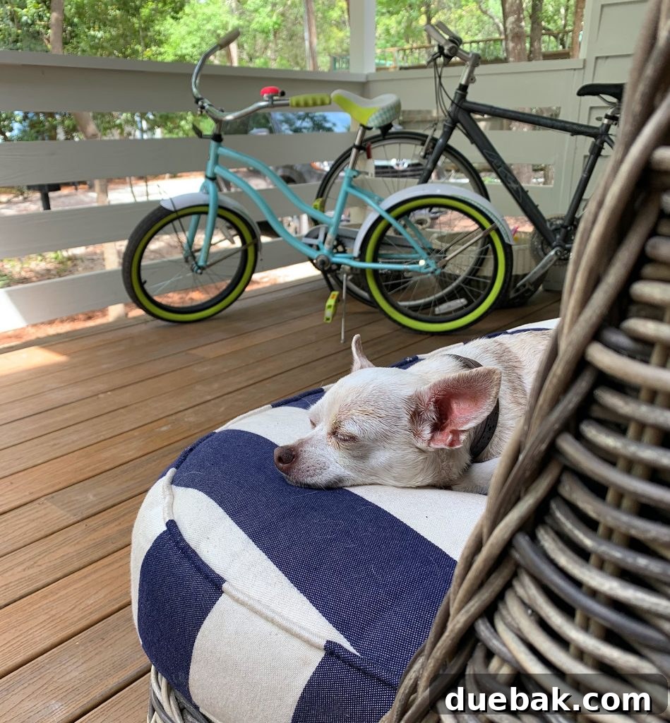 Happy Dog Sleeping on Floor in Florida Home