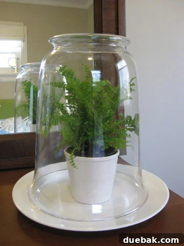 easy-fern-terrarium easy-fern-terrarium