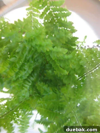 fern-from-above-terrarium fern-from-above-terrarium
