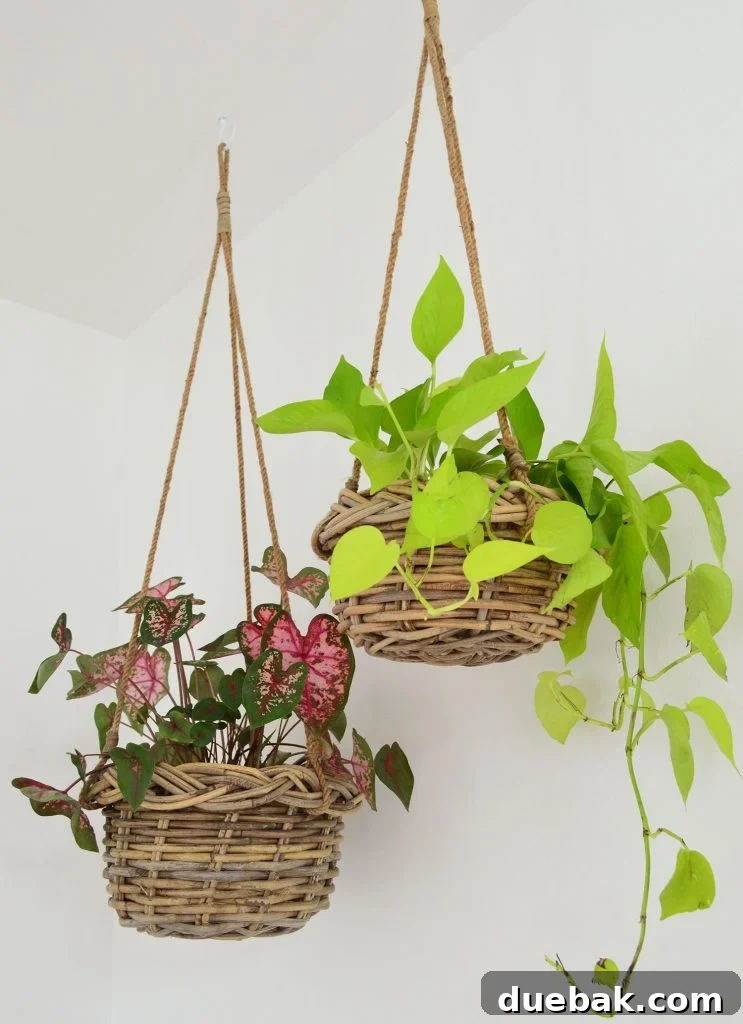 Installing Serena & Lily's Statement Chandelier 14 Two Plants In Woven Baskets Hanging From Ceiling, adding a fresh and decorative vertical element to the room.