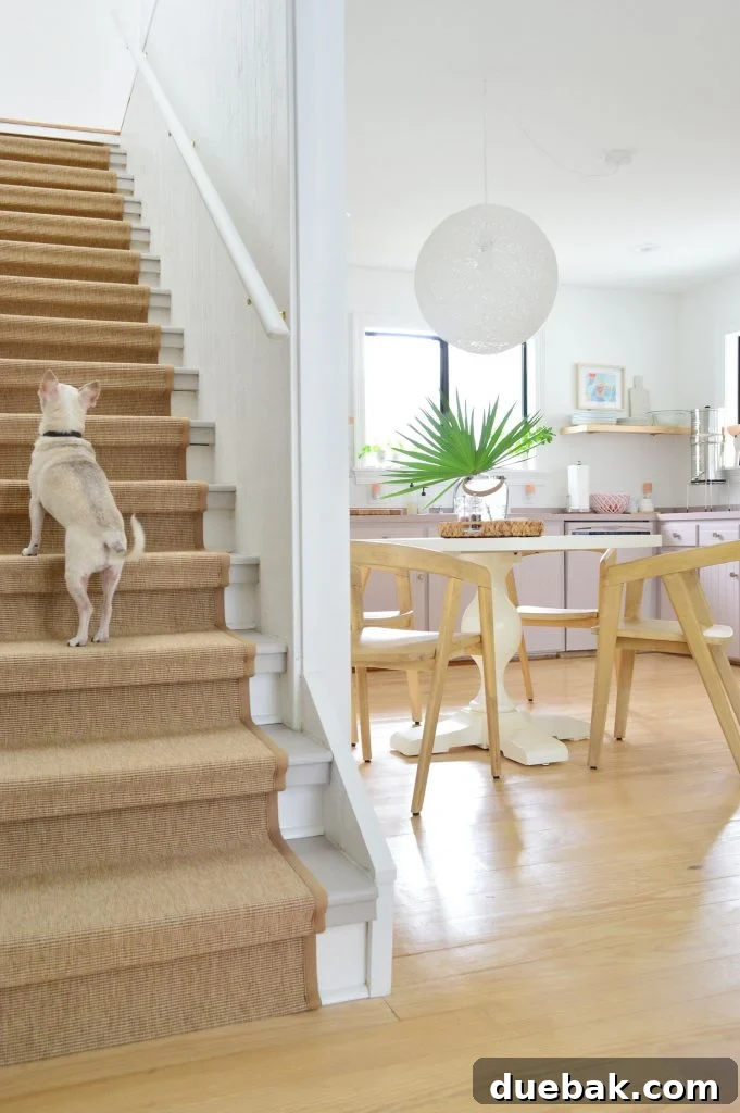 Step Up Your Style: Sisal Stair Runners 2 Chihuahua Walking Up Sisal Stair Runner With Kitchen In Background