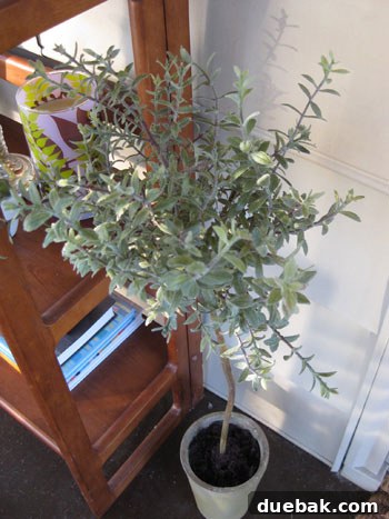 Detailed shot of a charming faux rosemary topiary