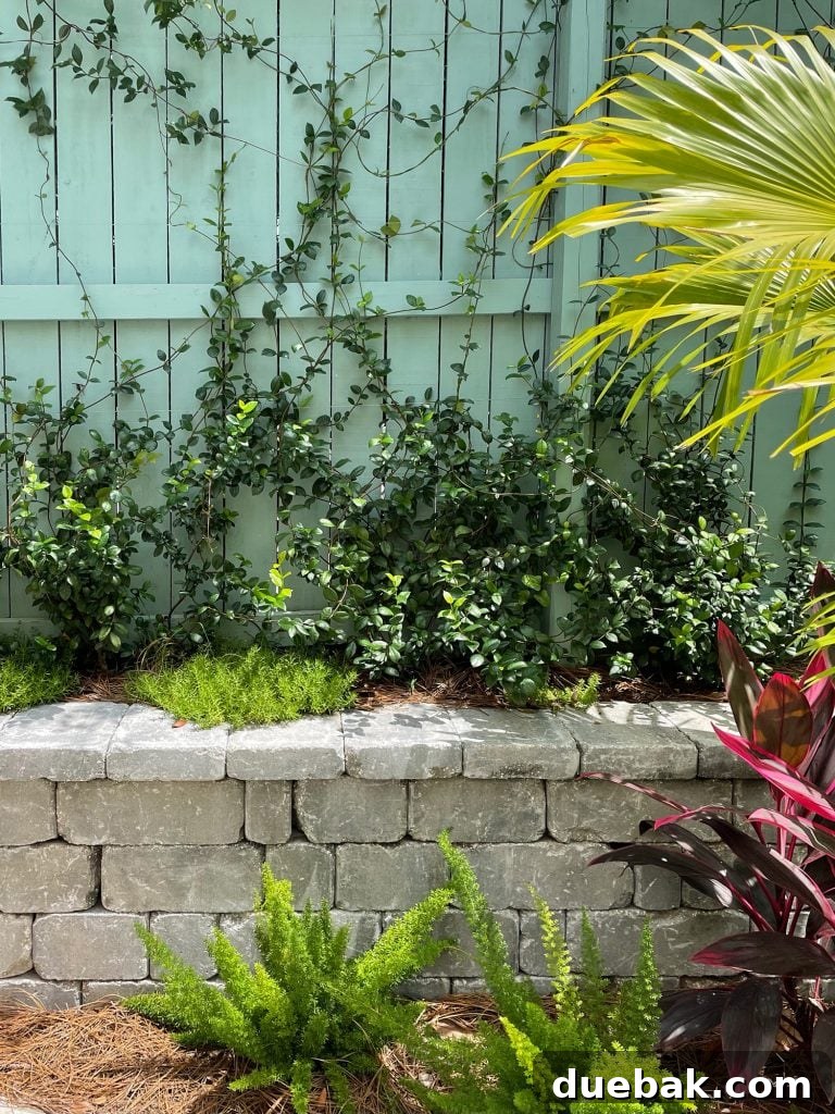 Close up of star jasmine planted in retaining wall along fence with stonecrop foxtail ferns red ti, creating a verdant privacy screen.