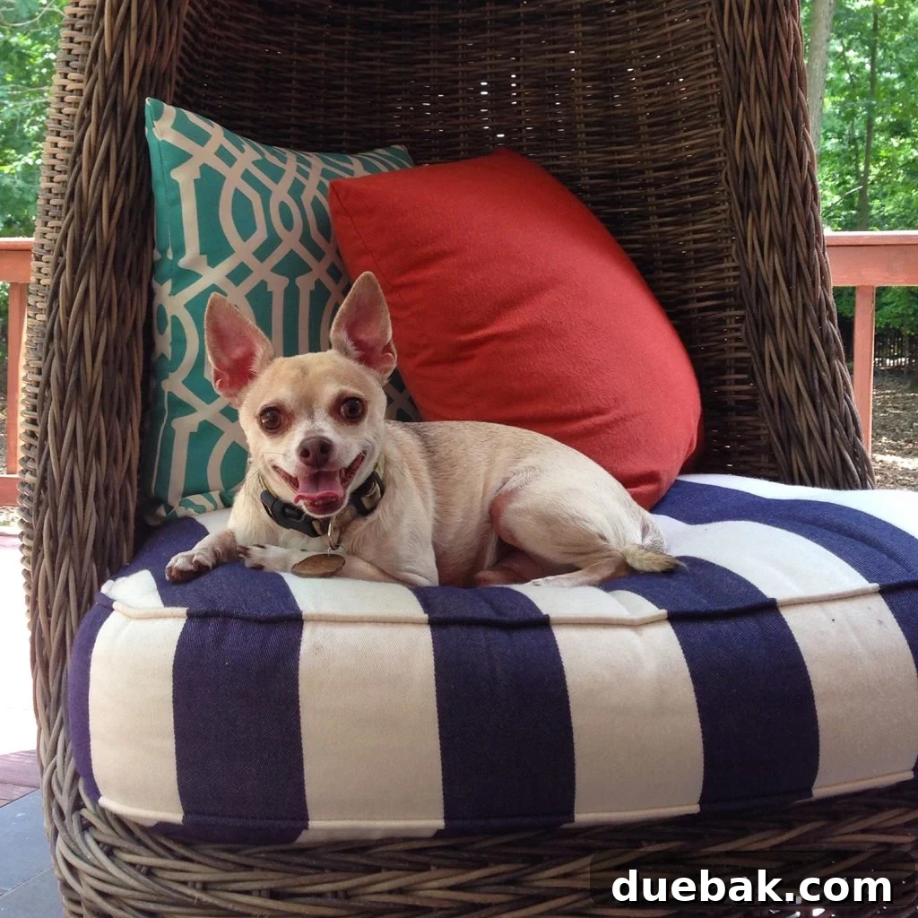 Burger sitting on striped egg chair with smiley face