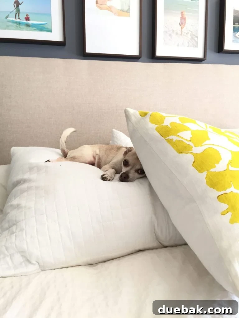 Burger sleeping on pillows at bed headboard with tail wagging