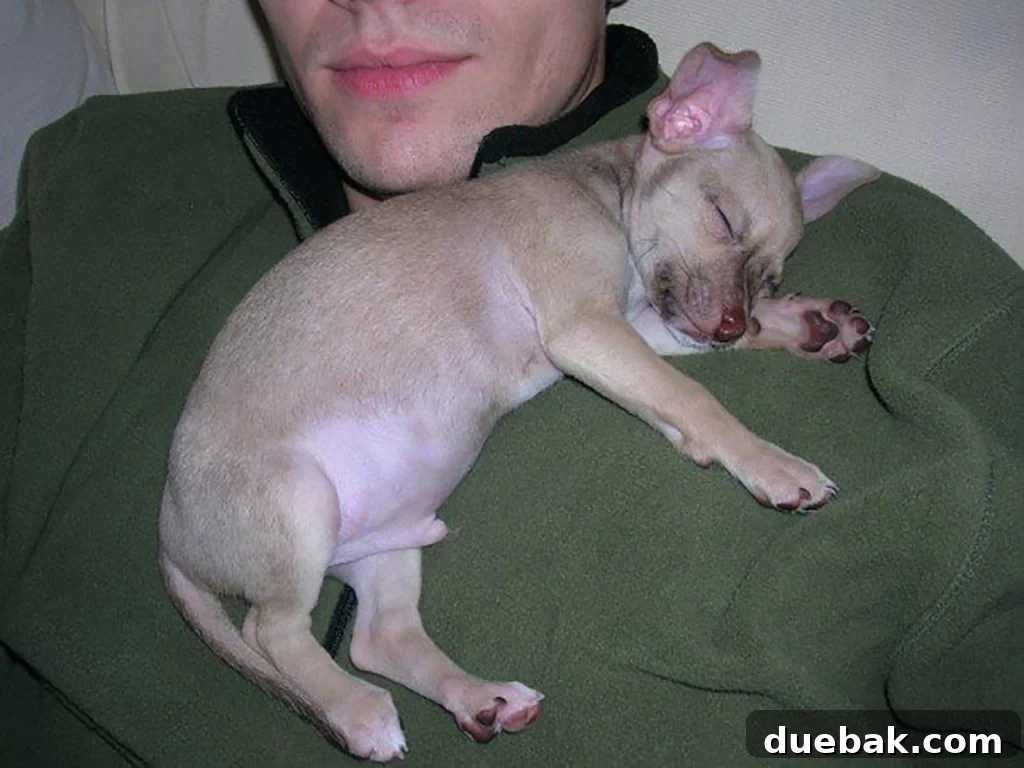 Baby chihuahua Burger sleeping on John's chest