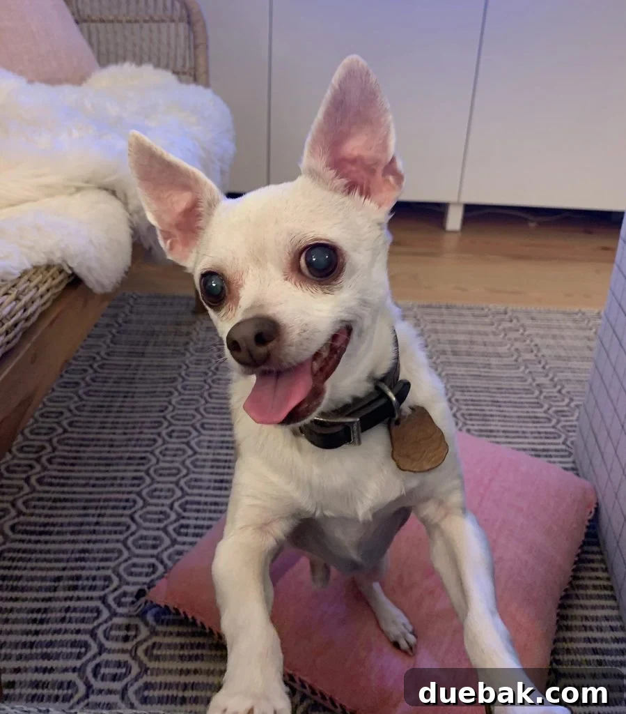 Burger trying to hop onto couch with tongue out and big eyes