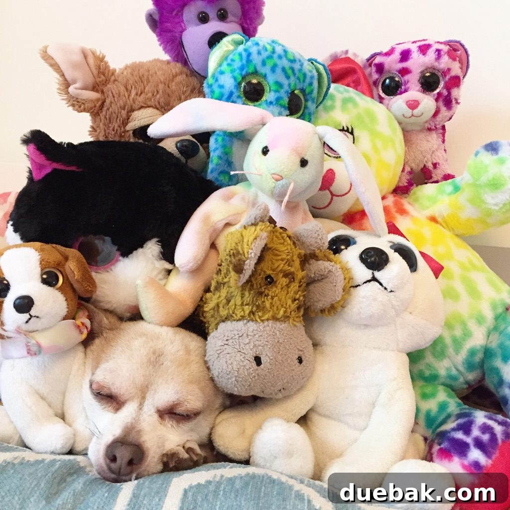 Burger sleeping under a stack of stuffed aniamls