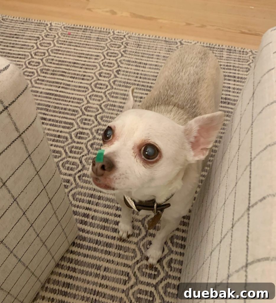 Burger looking up with green confetti on his nose