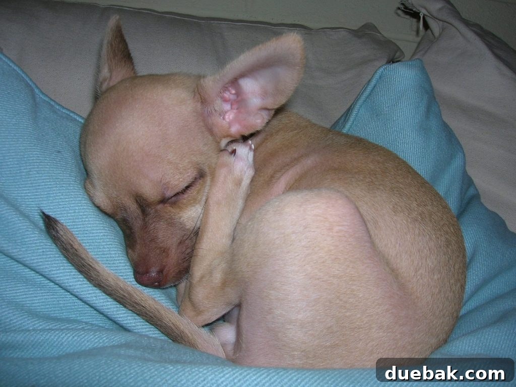 Baby fawn colored chihuahua with foot near ear