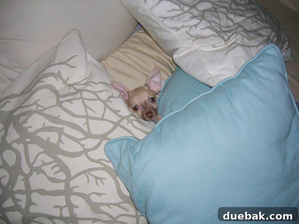 Baby Burger face poking out of pillows