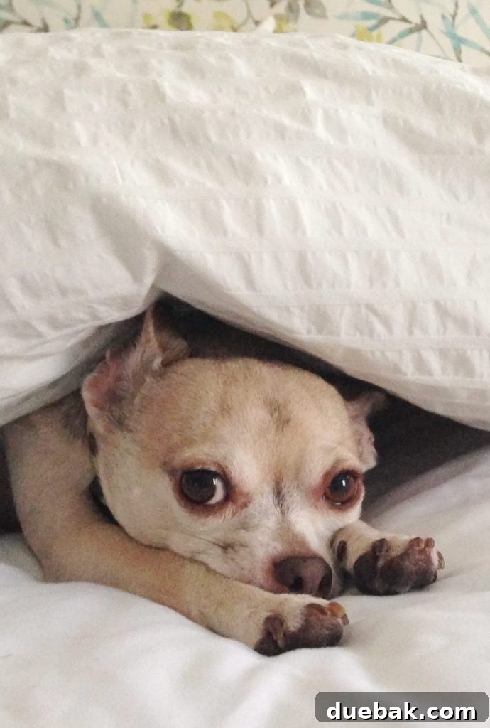 Burger sleeping under blanket in bed with face poking out