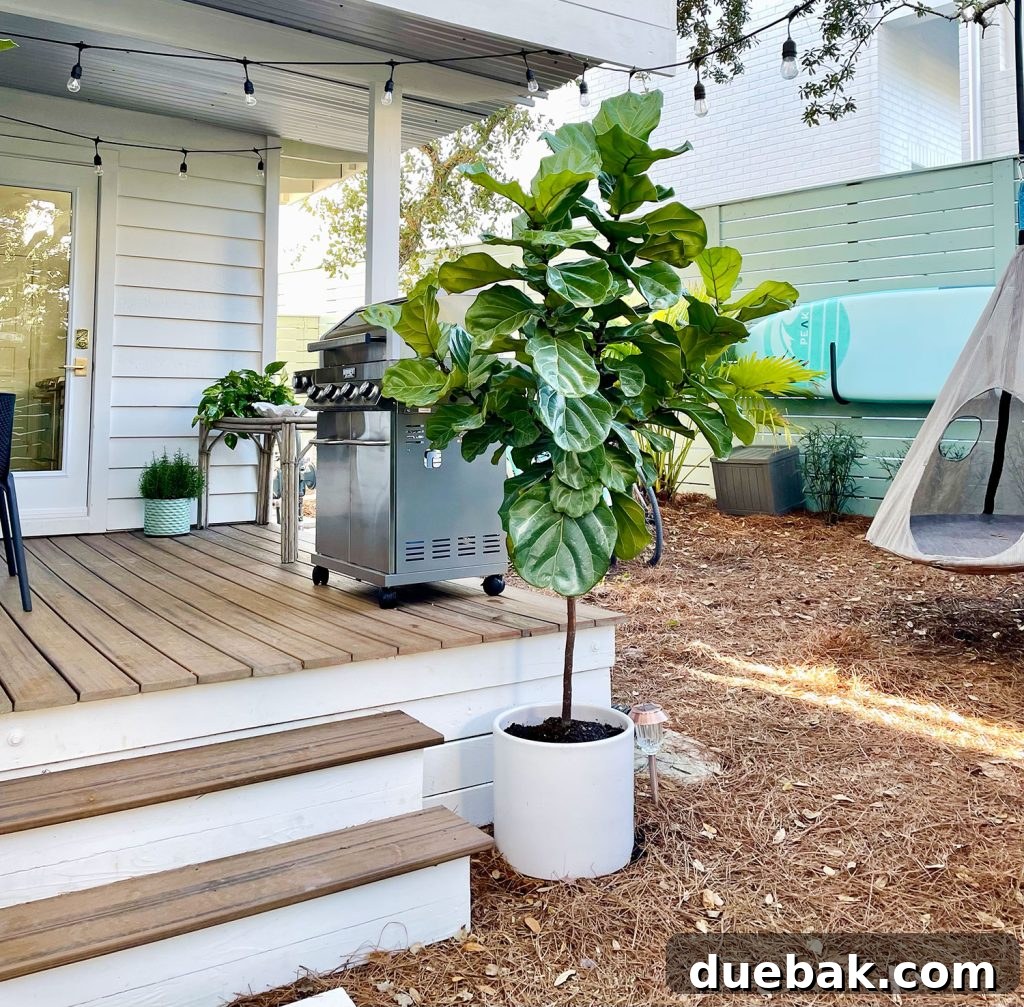 A vibrant potted fiddle leaf fig plant thriving outdoors, situated next to the stairs leading to the inviting side porch