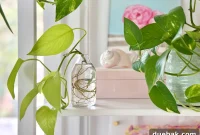 Pothos Propagation Guide: Step-by-Step Methods for Success