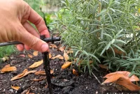 Install a Drip Irrigation System: Step-by-Step Guide for Gardens