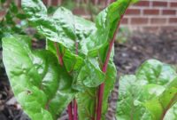 Edible Garden Update: What’s Growing This Season