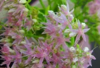 September Sedum Guide: Affordable Fall-Ready Blooms