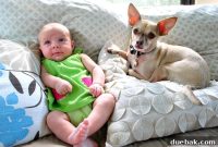 How to Introduce Your Dog to a New Baby Safely