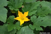 How We Grew White Pumpkins: A Practical Growing Guide