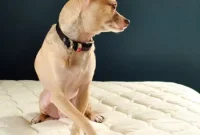 What We Learned Buying Our First Mattress: Tips for New Shoppers