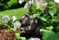 How to Install and Use Weed Block Fabric for Low-Maintenance Gardens