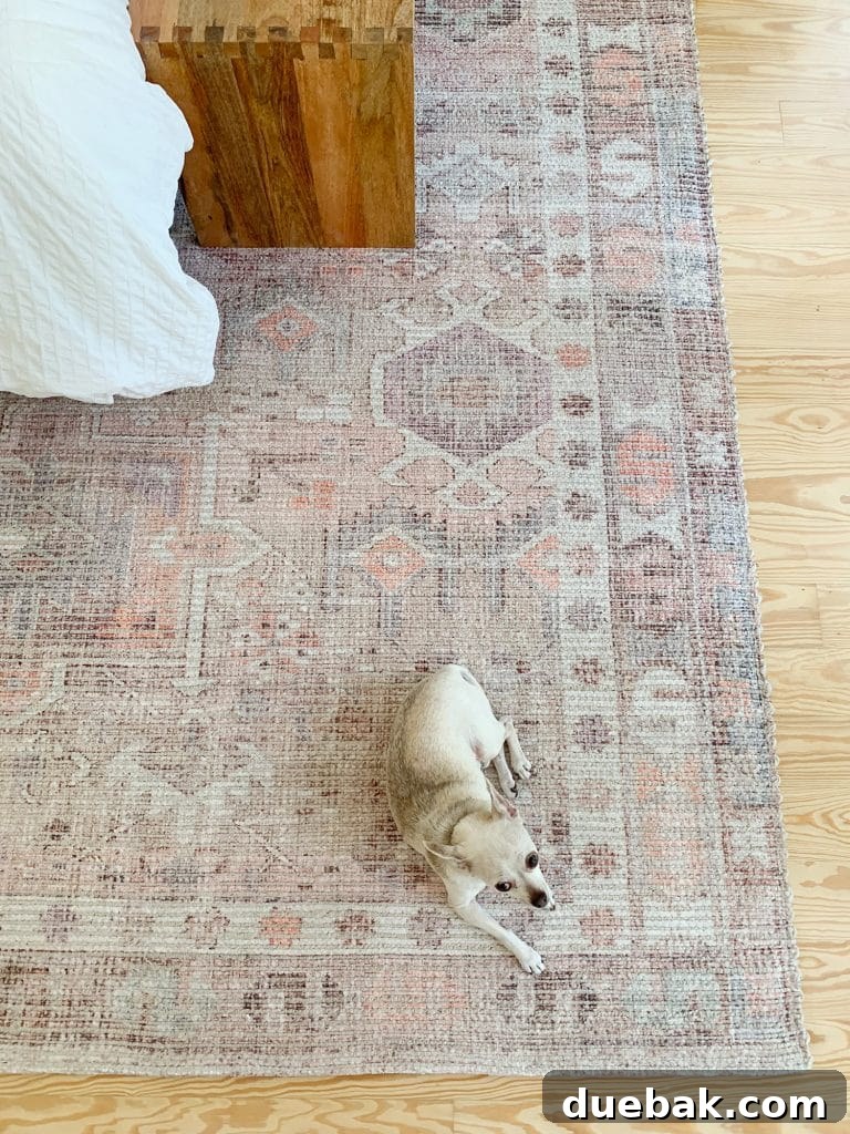 Rug Sizing Guide and Our Favorite Magic Rug Pick 11 Chihuahua sitting on West Elm Pink Vintage Subtle Rug In Bedroom