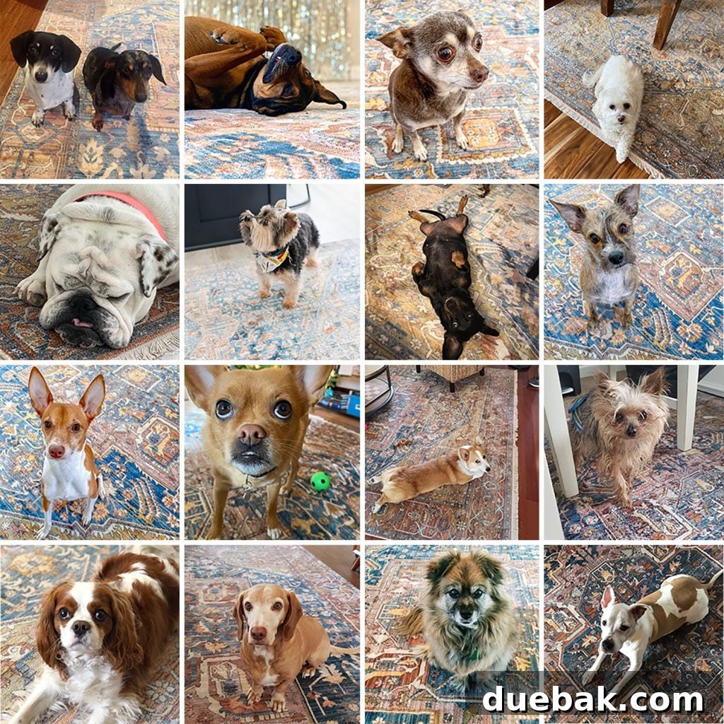 Rug Sizing Guide and Our Favorite Magic Rug Pick 3 Collage of Various Dogs Sitting On Magic Traditional Rug | NuLoom Vintage Harriet Medallion Fringe Area Rug