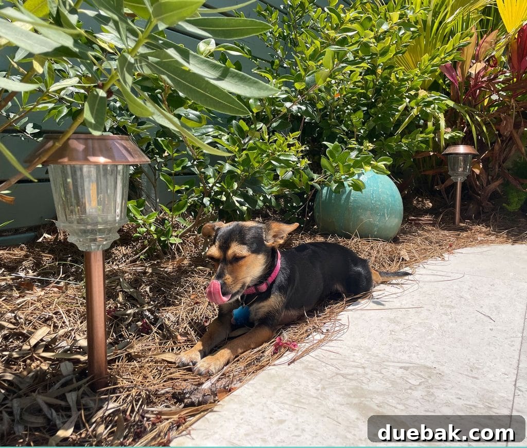 Outdoor Solar Lights: Top Picks for Bright, Long-Lasting Illumination 7 Brown Chihuahua Sitting Among Solar LED Patio Walkway Lights In Bushes