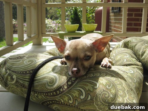 burger-on-a-dog-bed-floor-pillow burger-on-a-dog-bed-floor-pillow
