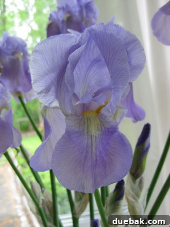 How to Create a Beautiful Bouquet Using Backyard Flowers 4 wild-iris-backyard-grown