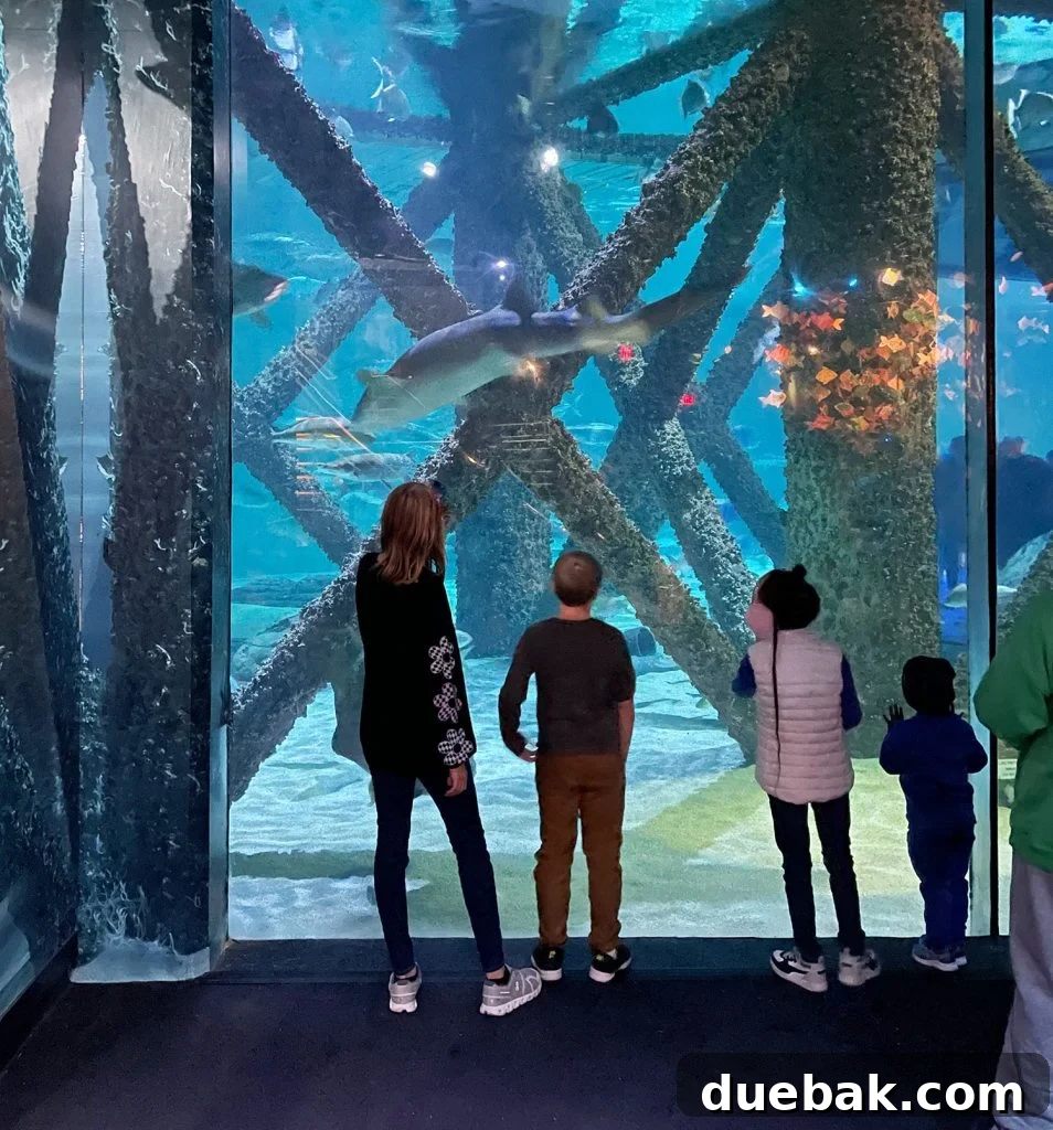 Kids At New Orleans Aquarium Shark Tank