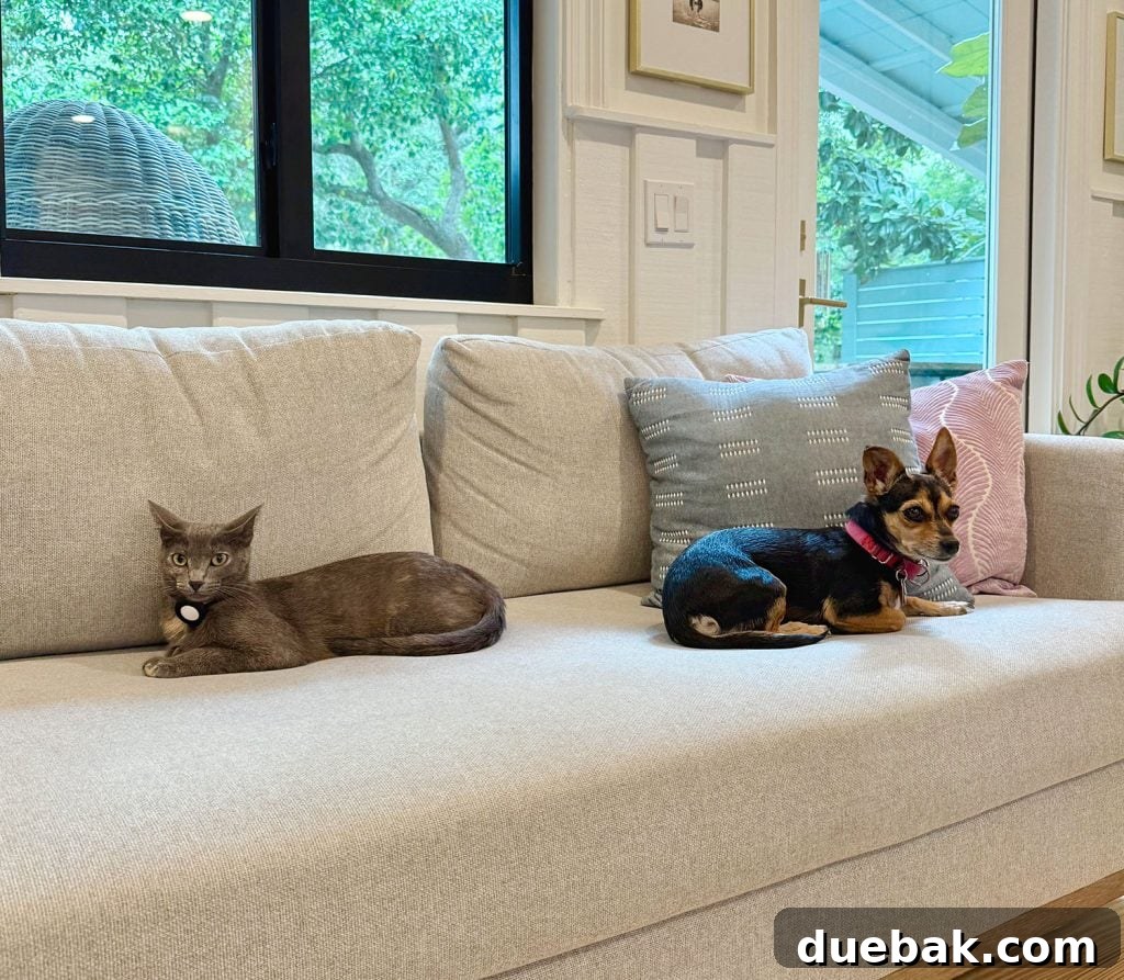 How I Reduced My Cat Allergies: Proven Strategies That Worked 11 Gray Cat and Chihuahua Sitting On Couch Together