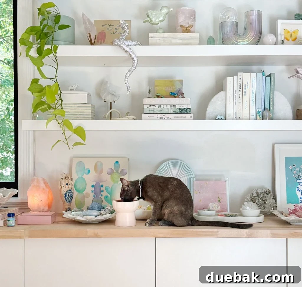 How I Reduced My Cat Allergies: Proven Strategies That Worked 7 Gray Girl Cat Eating Food Near Decorative Floating Shelves