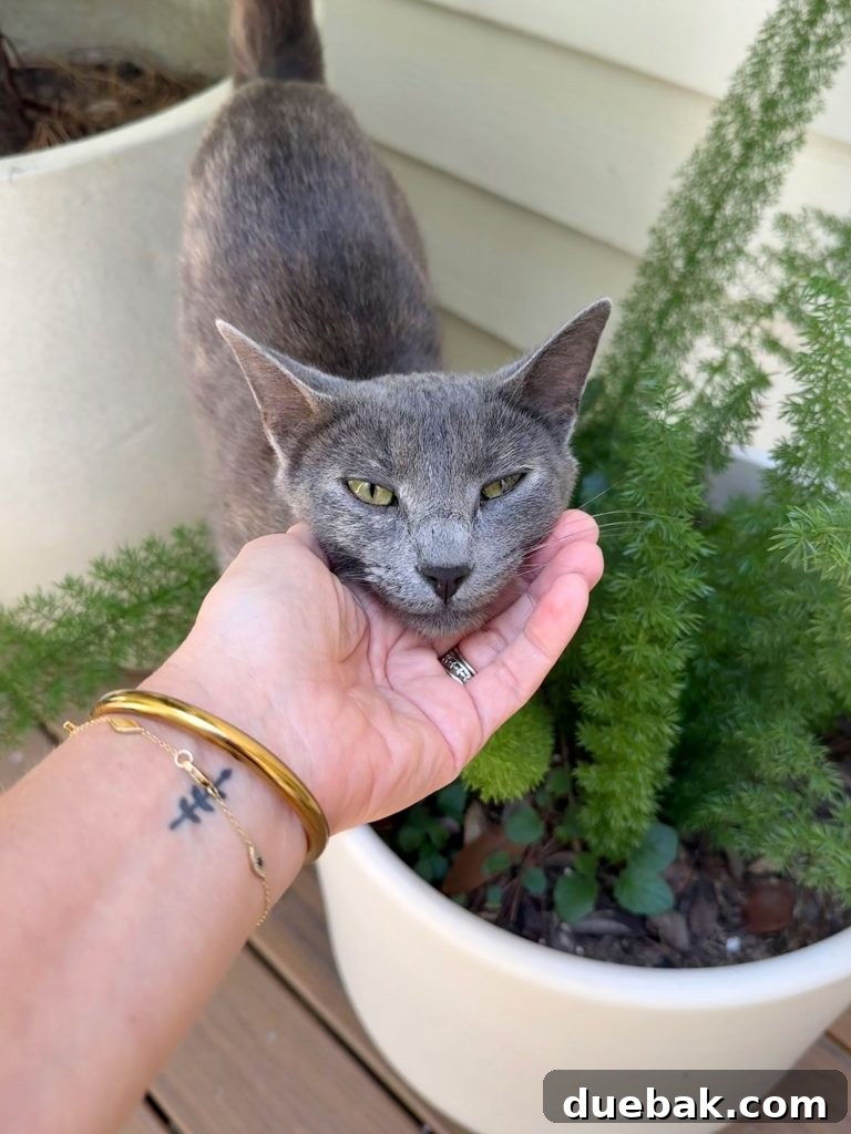 How I Reduced My Cat Allergies: Proven Strategies That Worked 9 Sherry Putting Jenny Cat Outside Under Her Chin