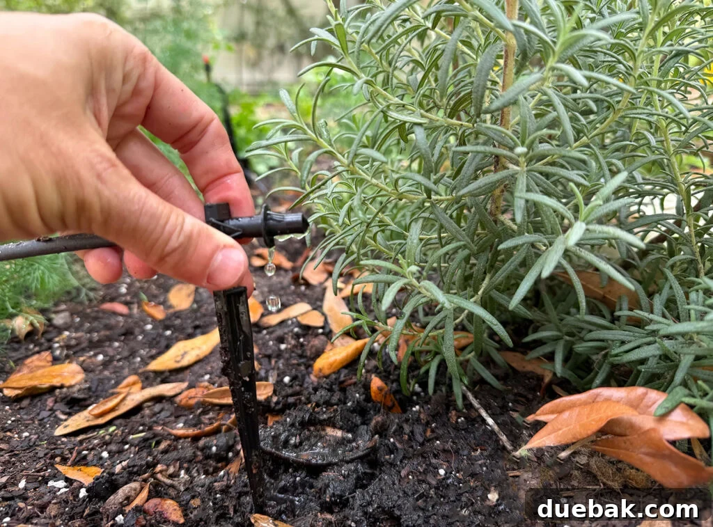 Drip Irrigation System Dripper Emitter Close Up At Rosemary Plant