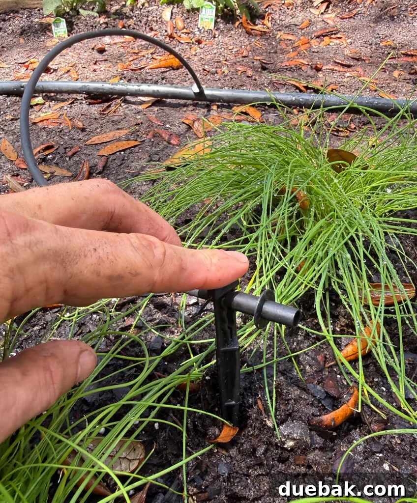 Dripper Stake Added to Drip Irrigation System