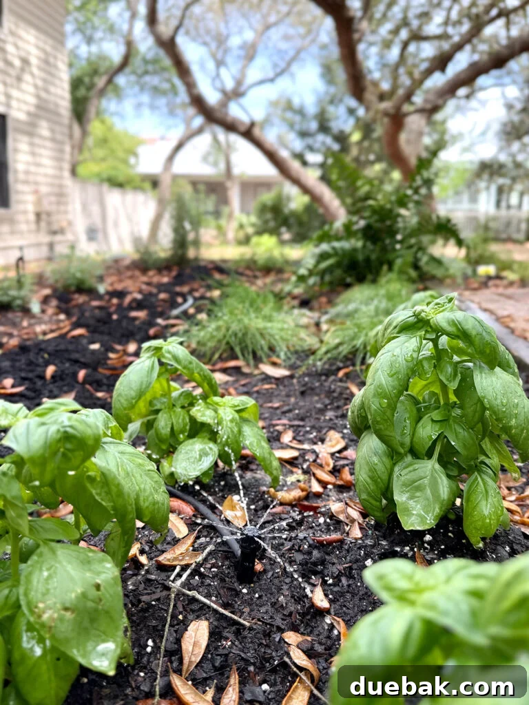 Drip Irrigation System Bubbler Close Up With Basil Plants